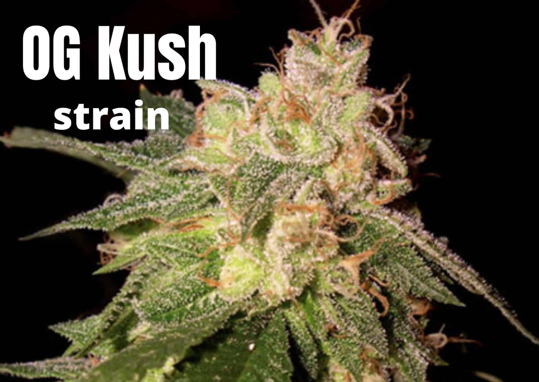 OG Kush Strain