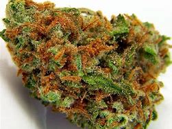 AK 47 Strain