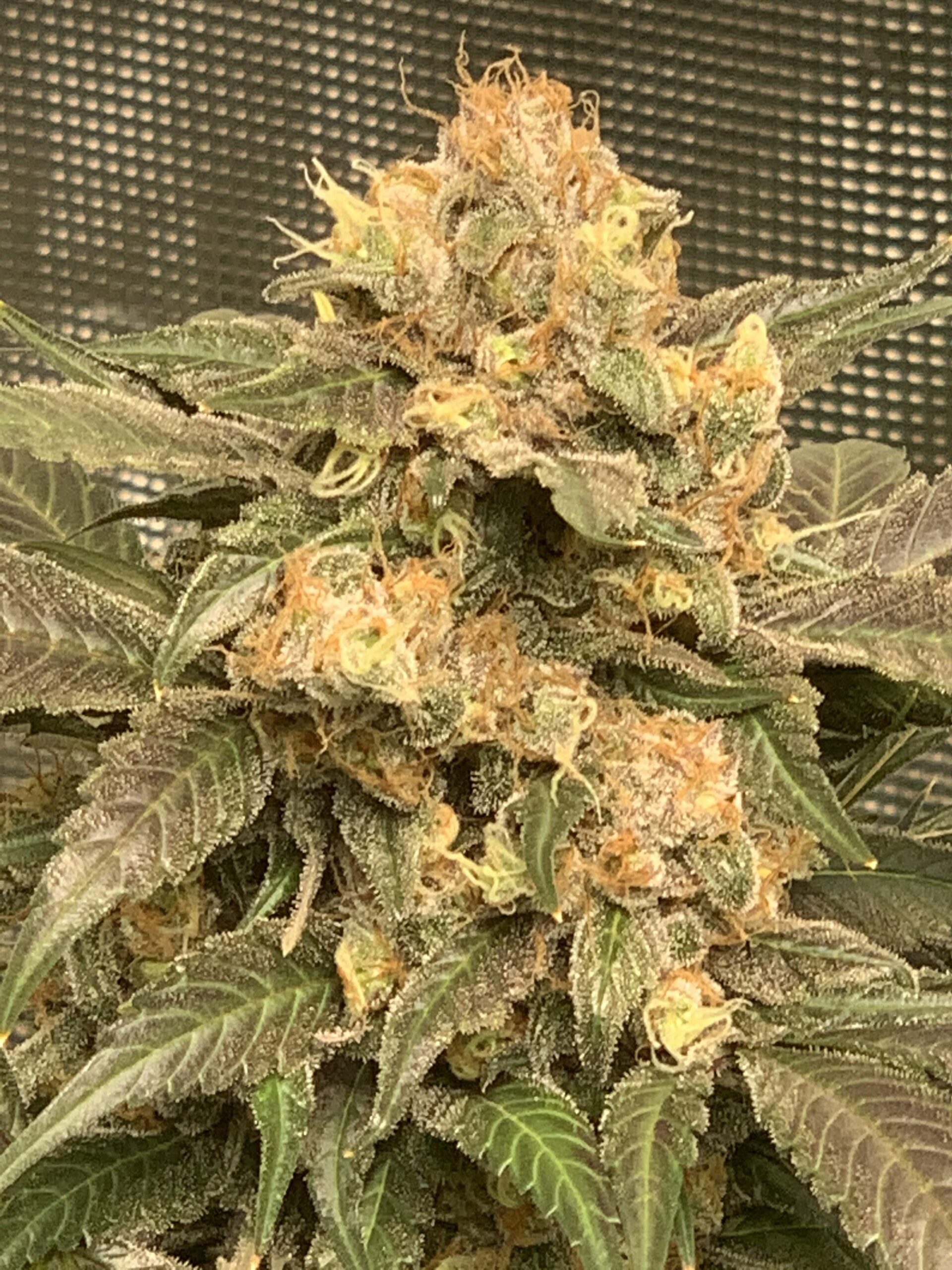 Bruce Banner Strain