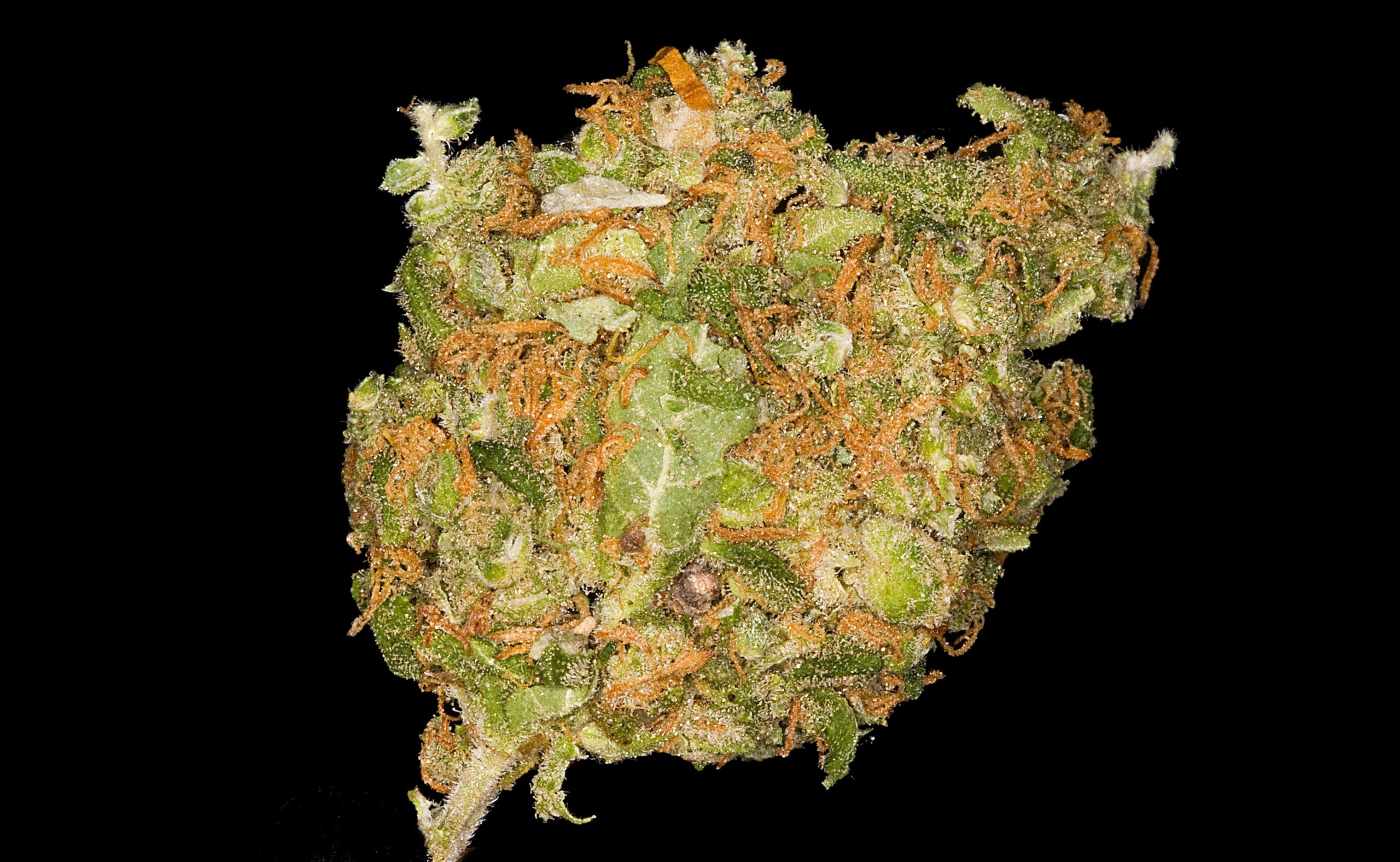 Blue Cheese Strain