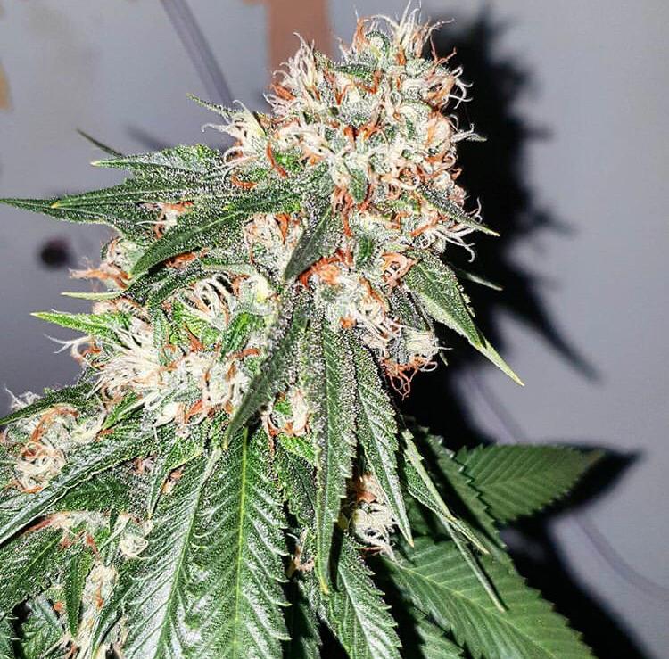 Regular Cannabis Seeds For Sale online