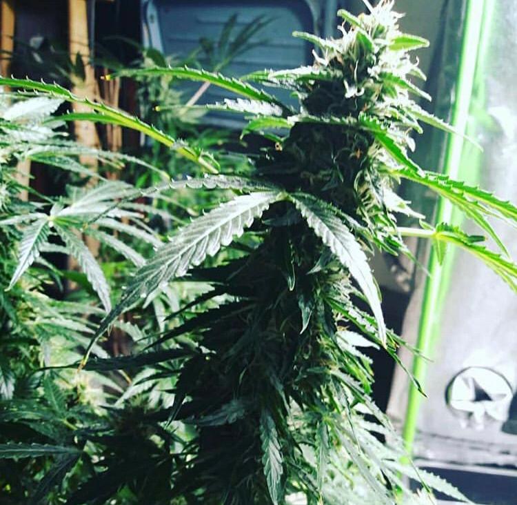 Buy Autoflowering Seeds for sale online